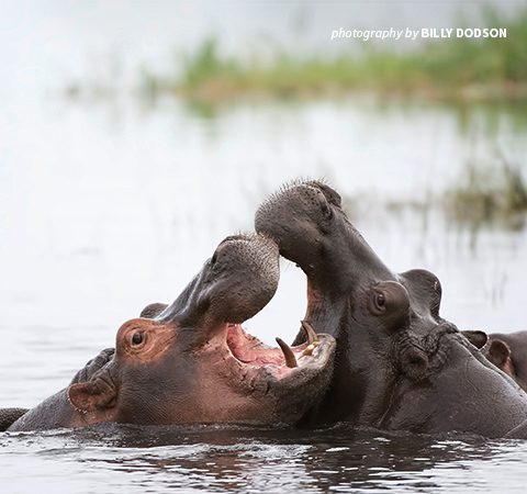 World Hippo Day