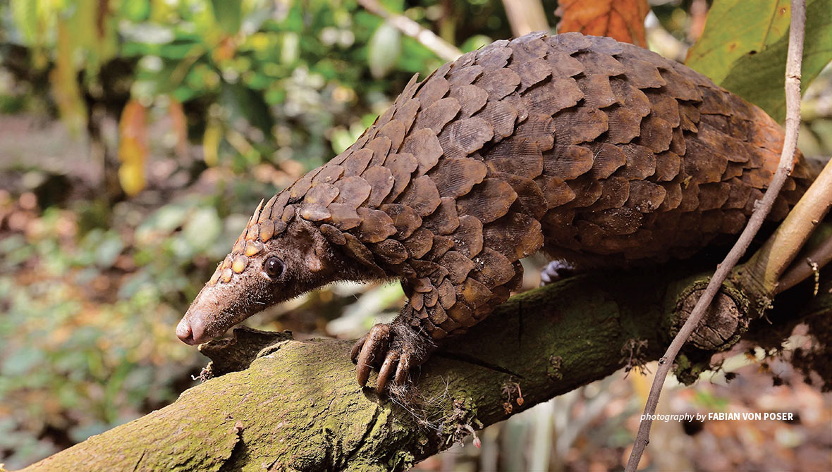 Pangolin close-up