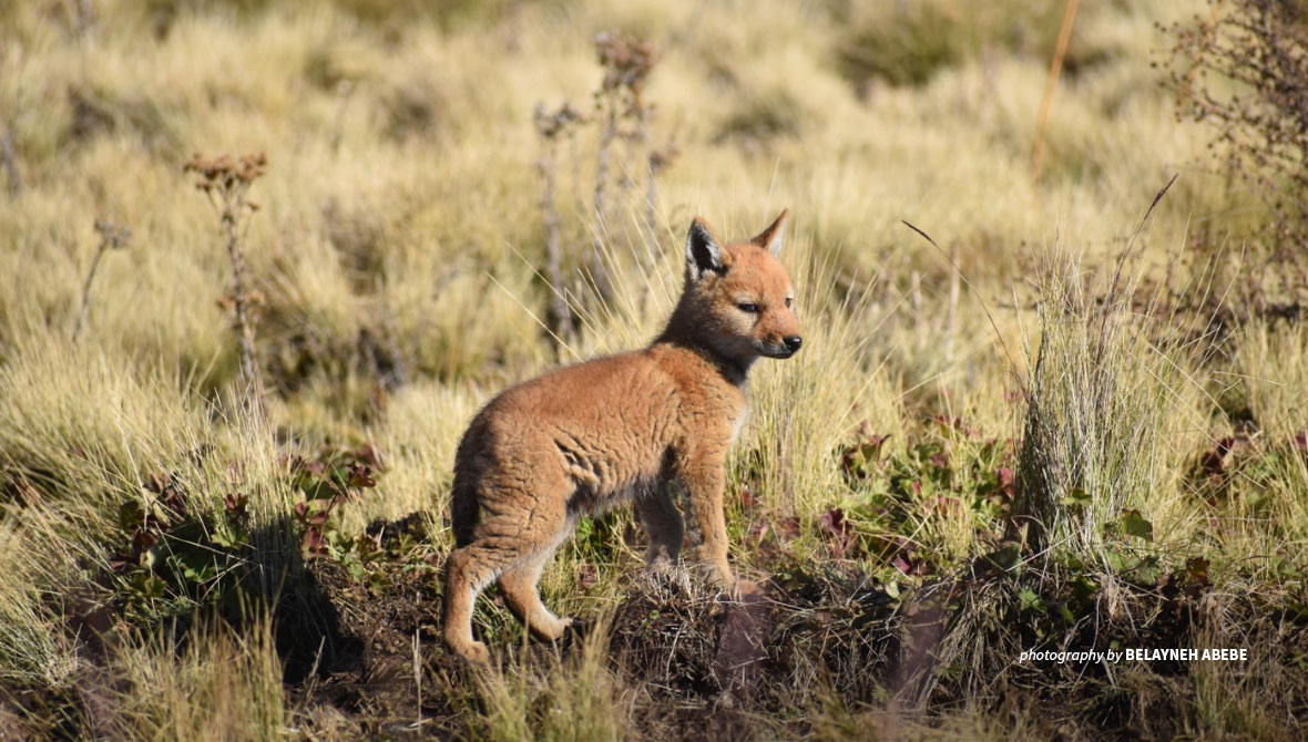 Ethiopian wolf pup in Simien Mountains National Park