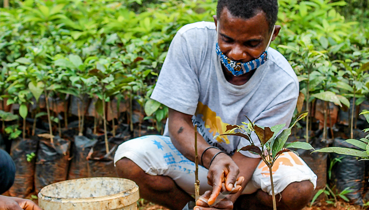 Man planting tree in agroforesty project