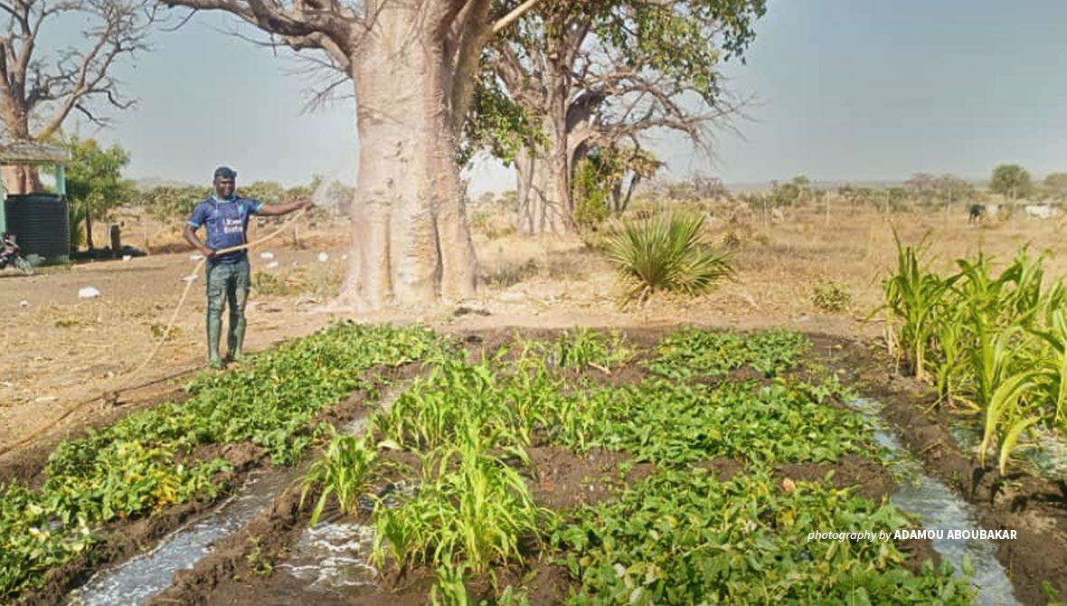 AWF-ICRAF Tchamba Rural Resources Center Nursery