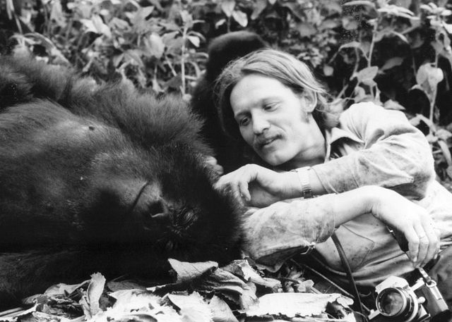 Black-and-white photo of Craig Sholley with an ape.