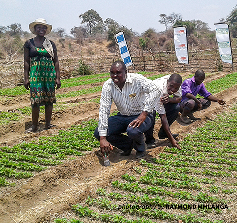 People standing over chili crops