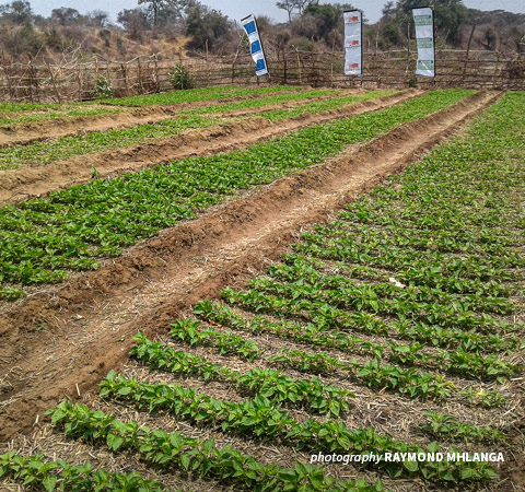 Chili crops in Zimbabwe