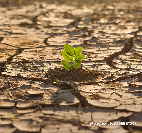 Drought in Africa