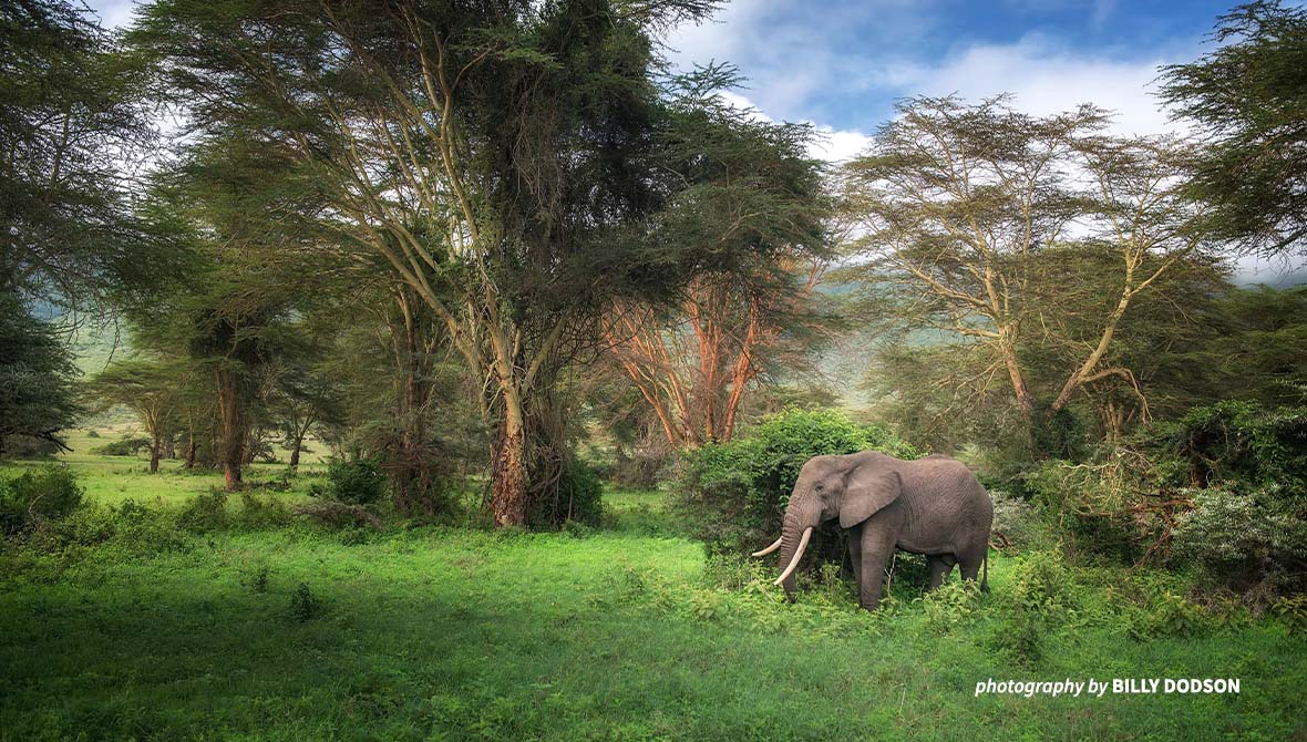 Elephant in the forest.