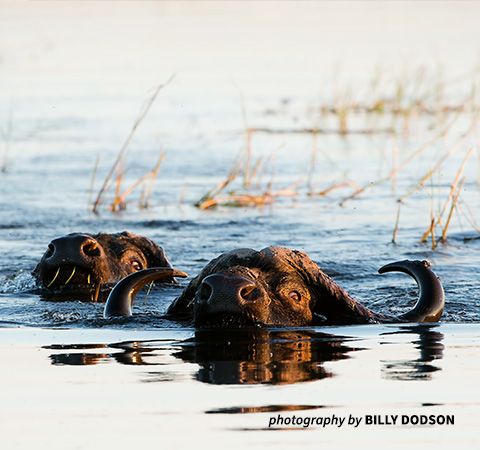 Buffalos peak their heads out of the river