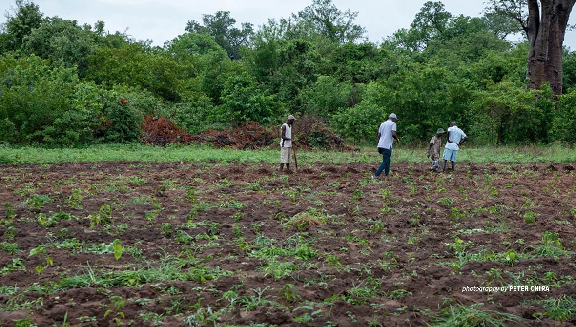 Sustainable agriculture in Zimbabwe