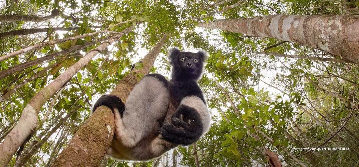 Lemur