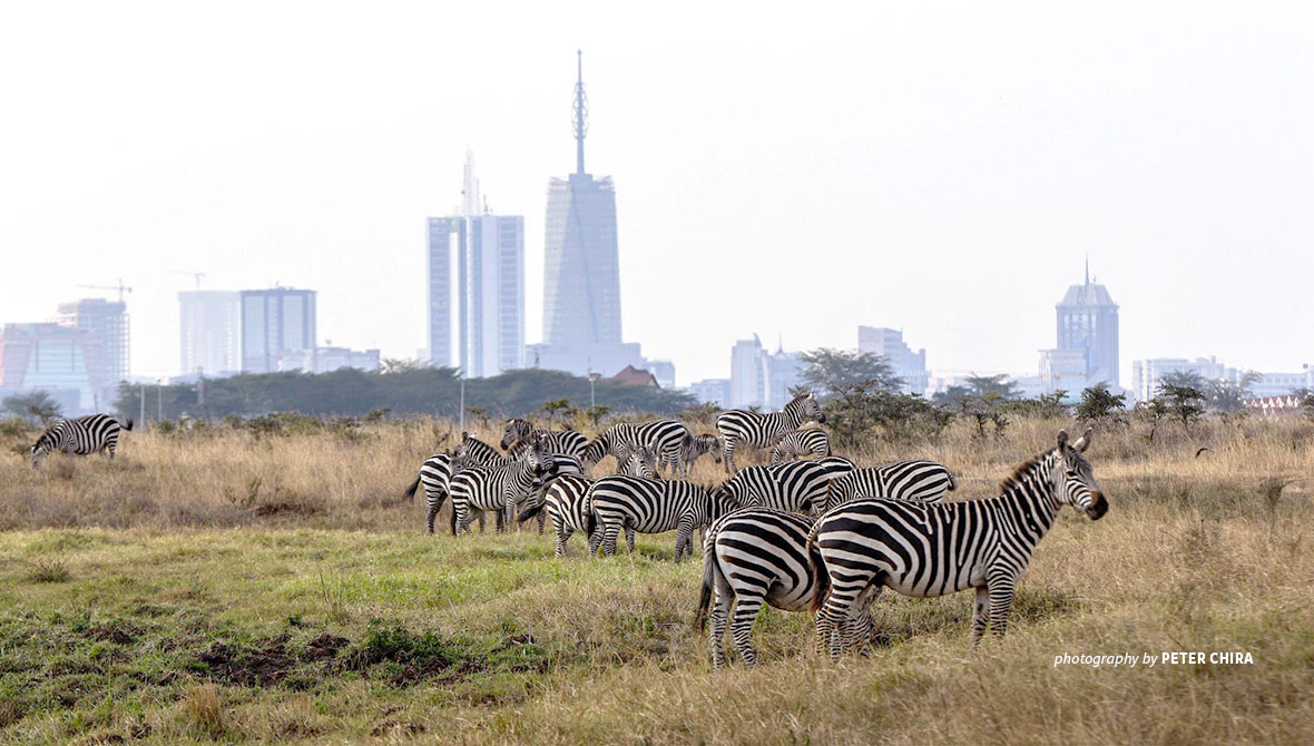 Zebras in Nairobi National Park