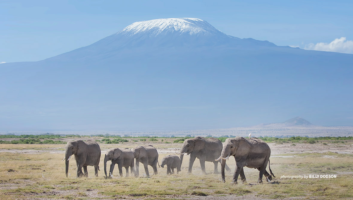 Elephants with Mt Kilimanjaro in the background
