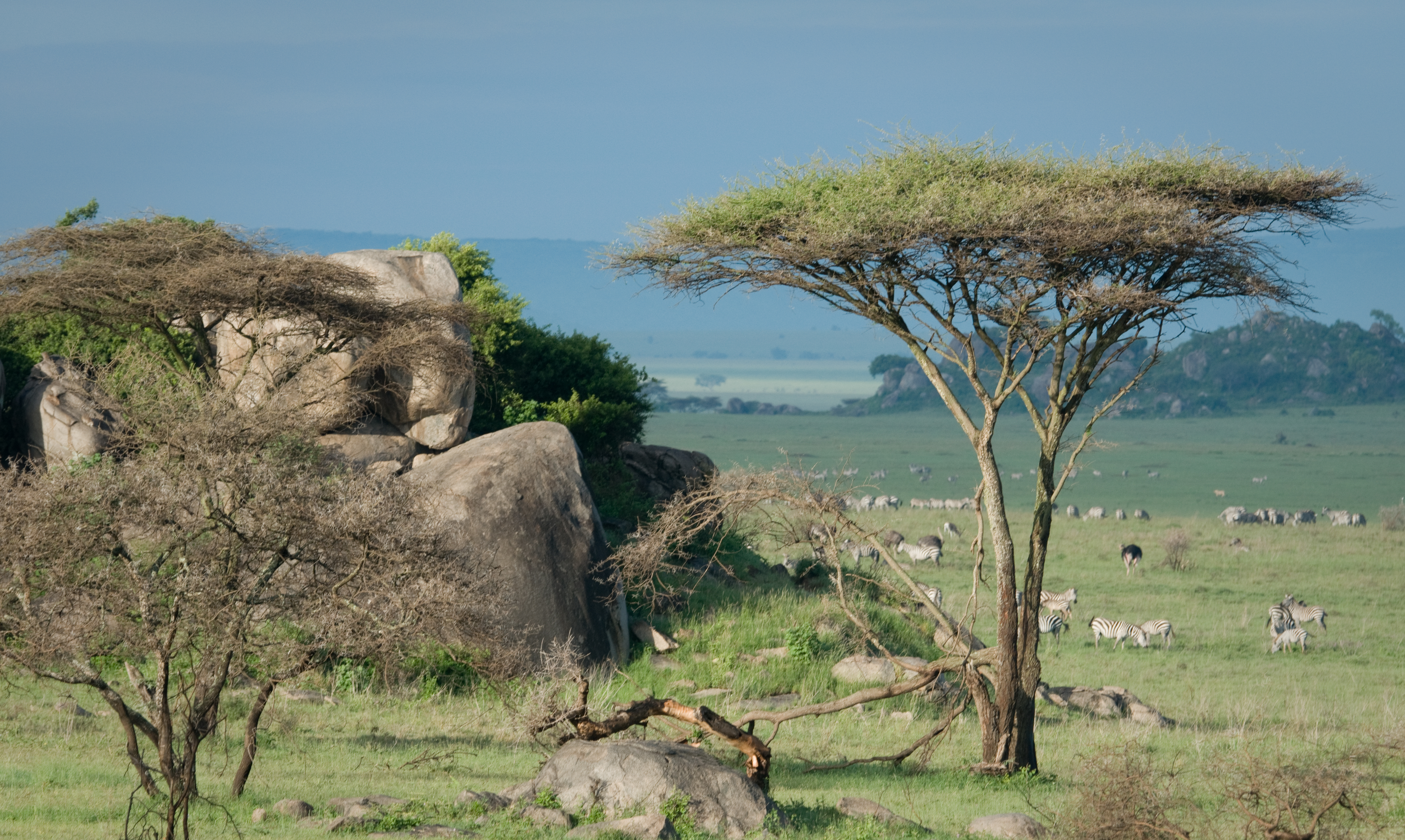 Maasai Steppe landscape