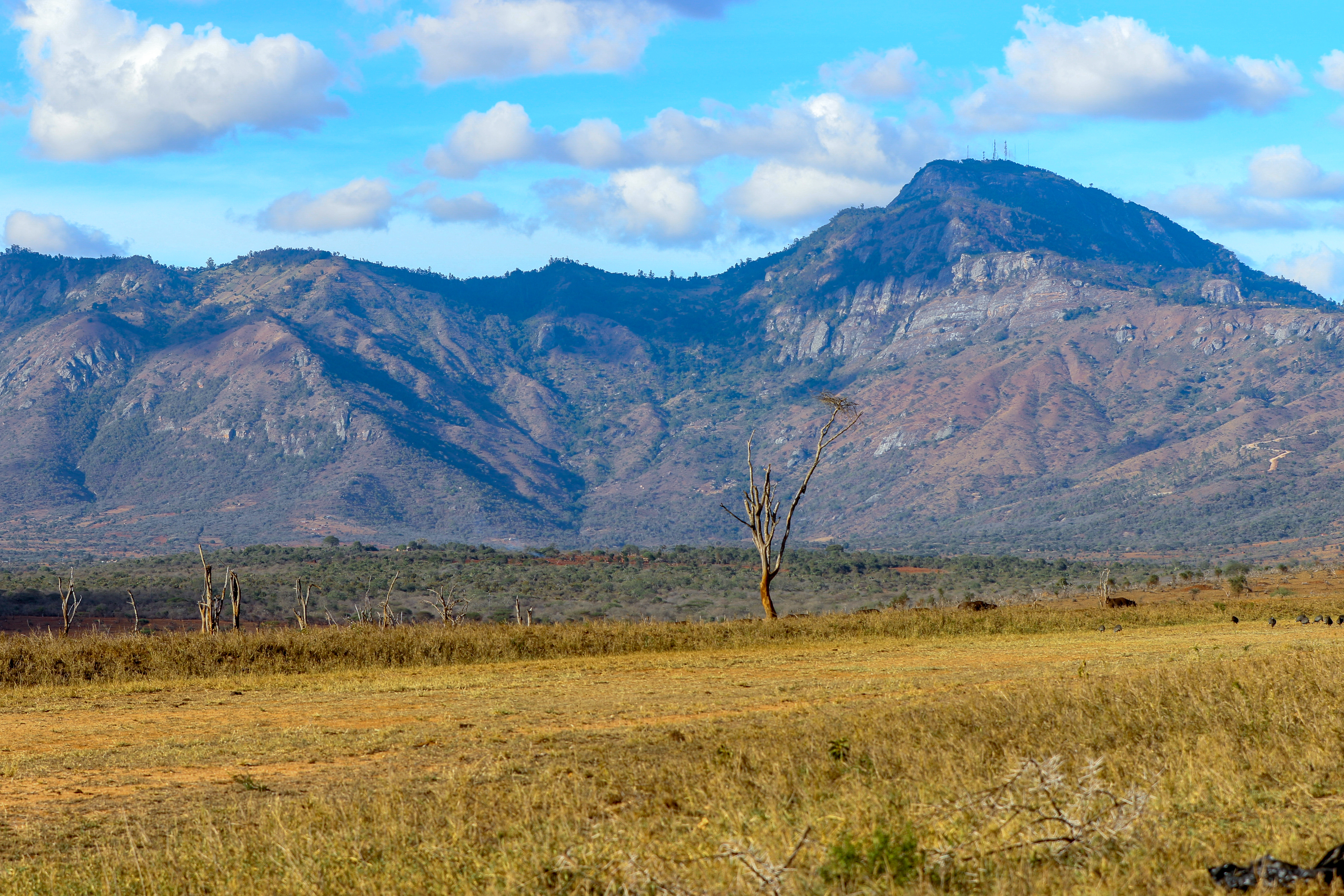 Tsavo landscape