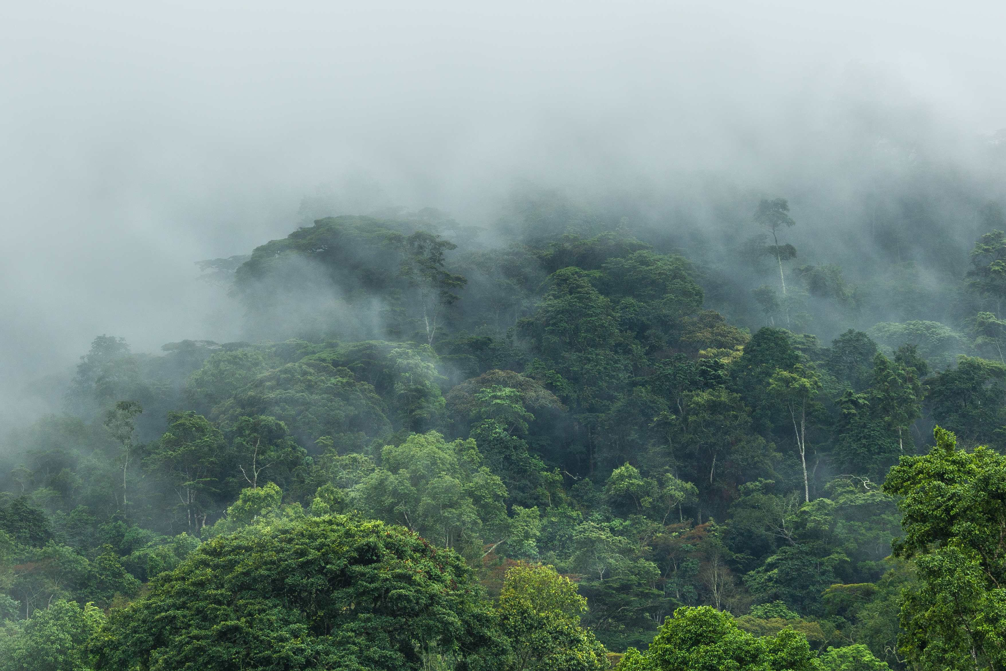 Uganda landscape