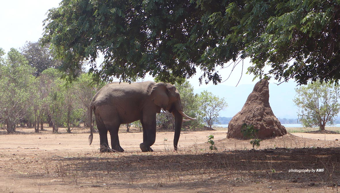 Elephant in Mana Pools