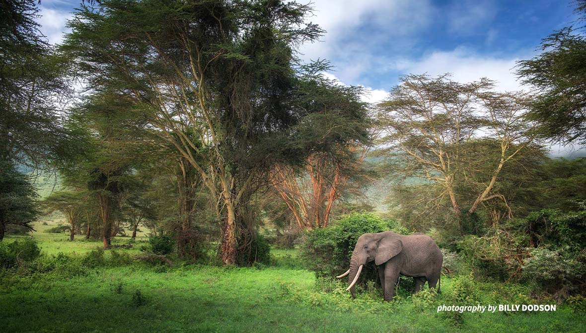 Elephant in the forest.