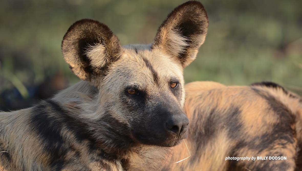 Close-up of a painted dog