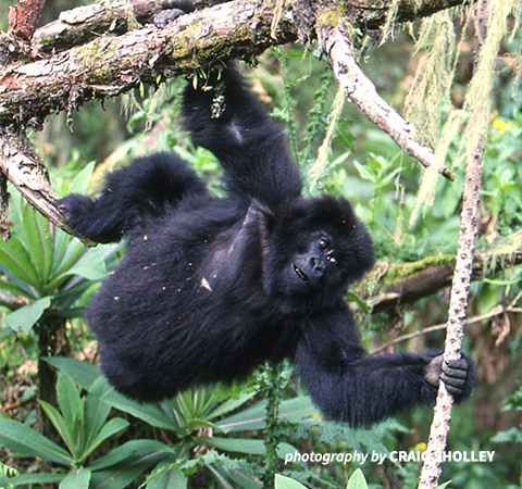 Mountain gorilla