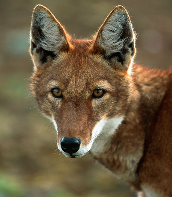 Ethiopian Wolf