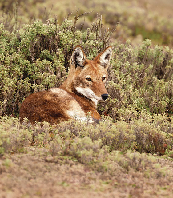 Ethiopian Wolf