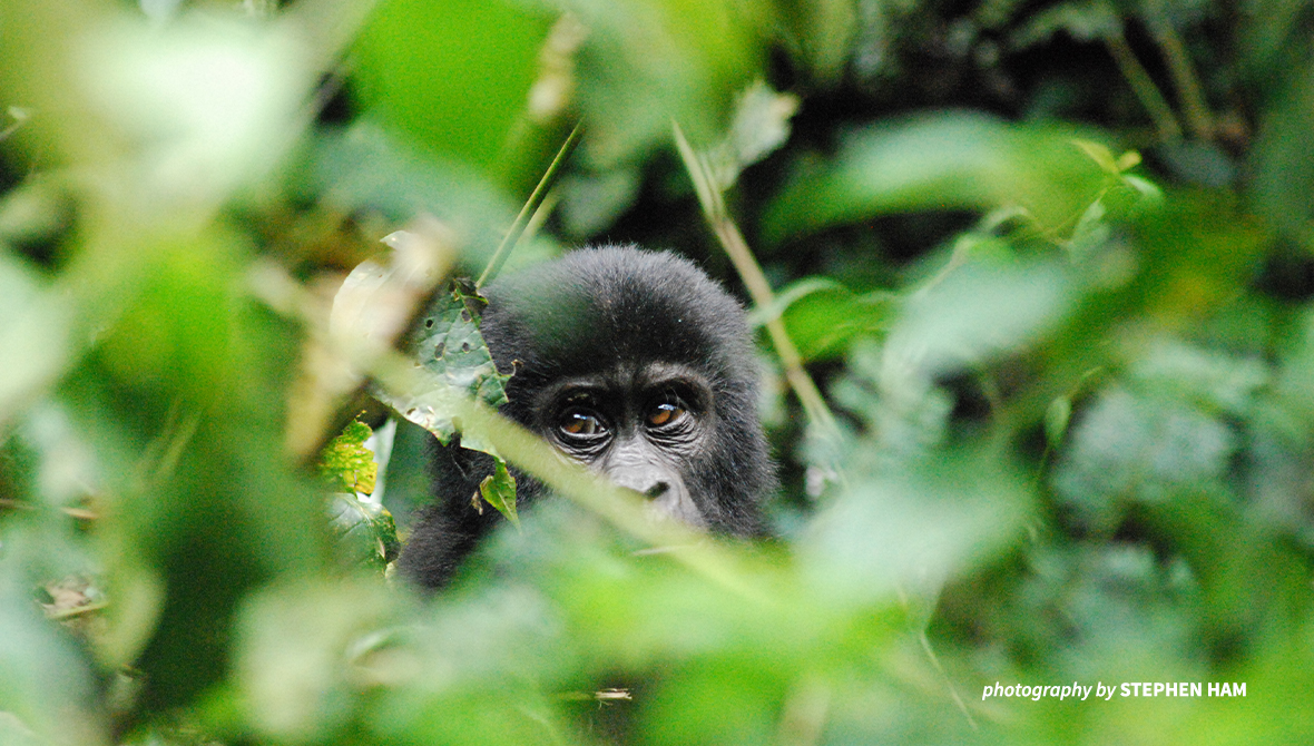 A young mountain gorilla hides in the leaves.