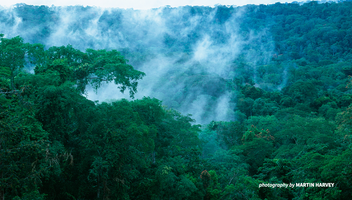 Rainforest photo.