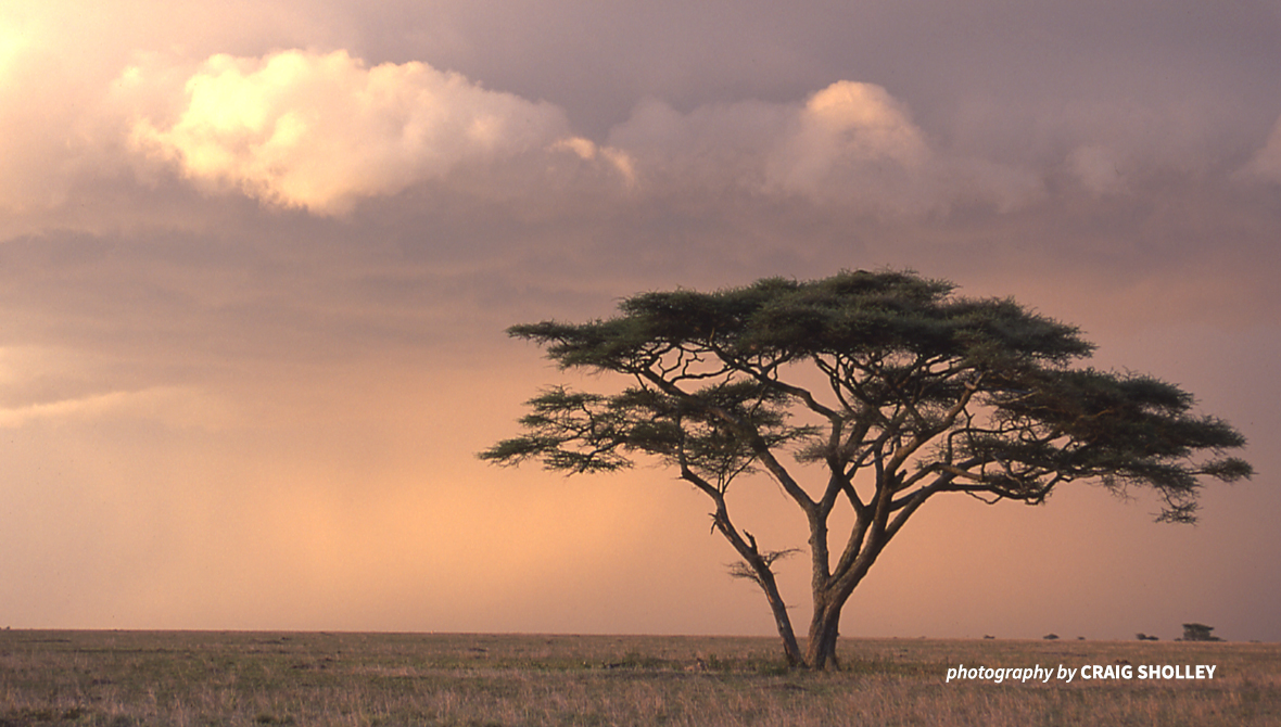 Tree against the sunset