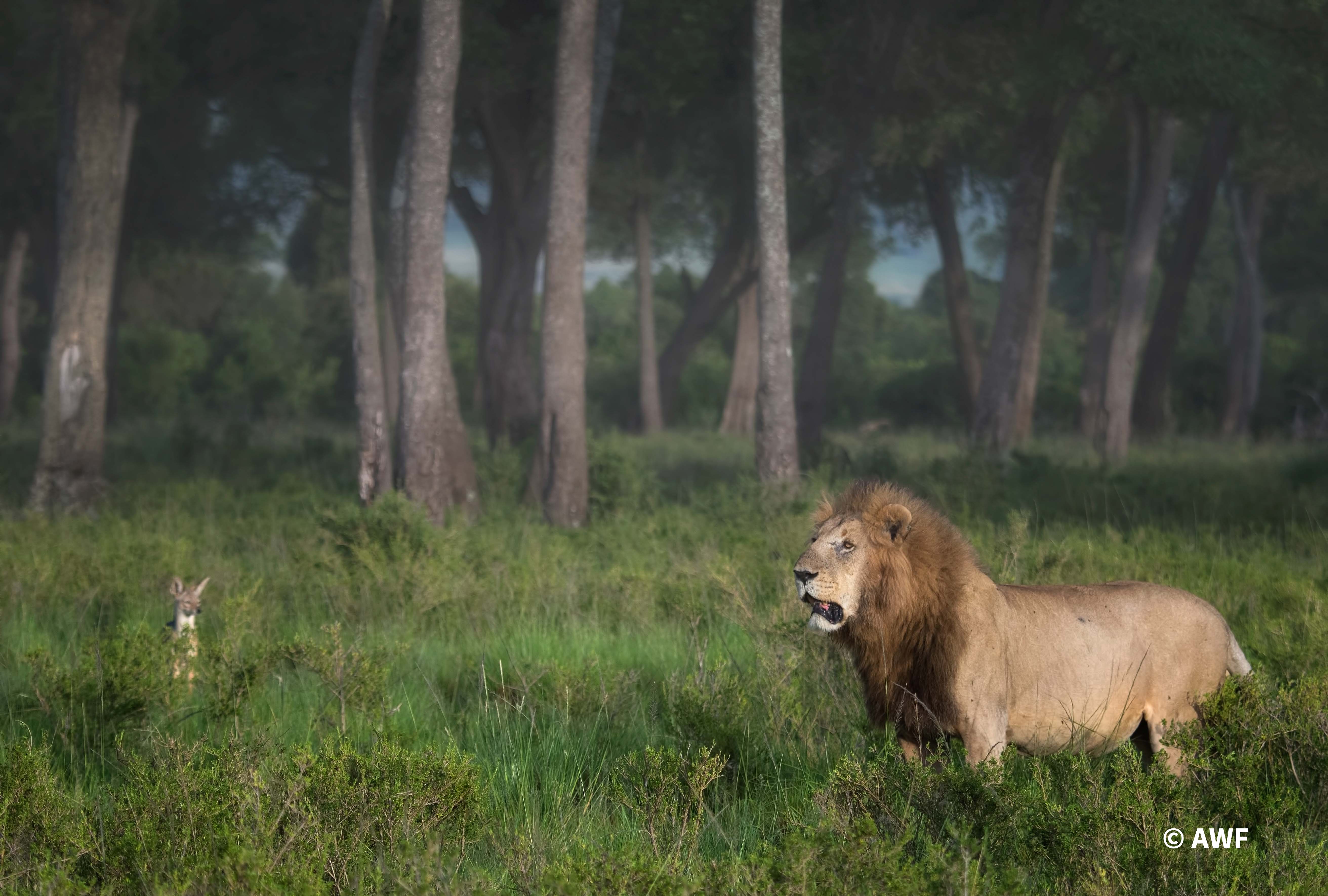 Lion in the forest.