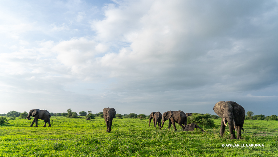 Wide landscape shot of elephants in a green field.