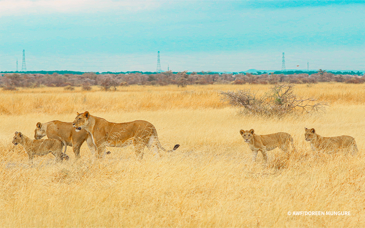 Lions.