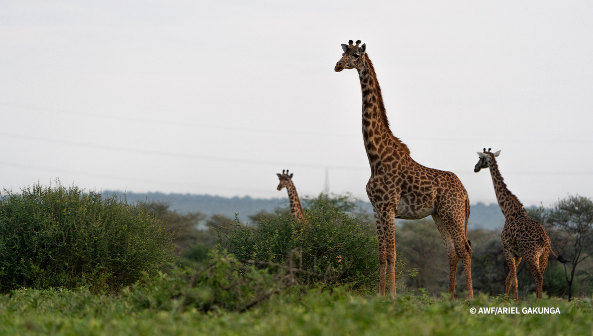 Three giraffes.