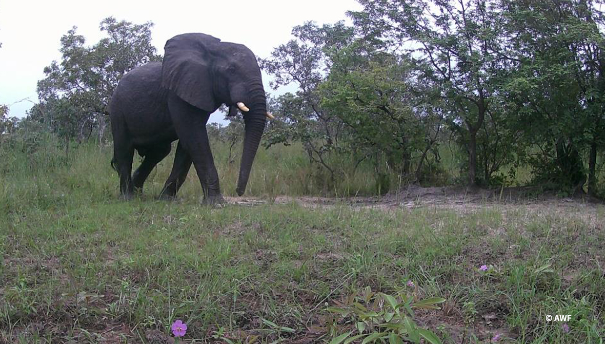 An elephant snapped in a camera trap.