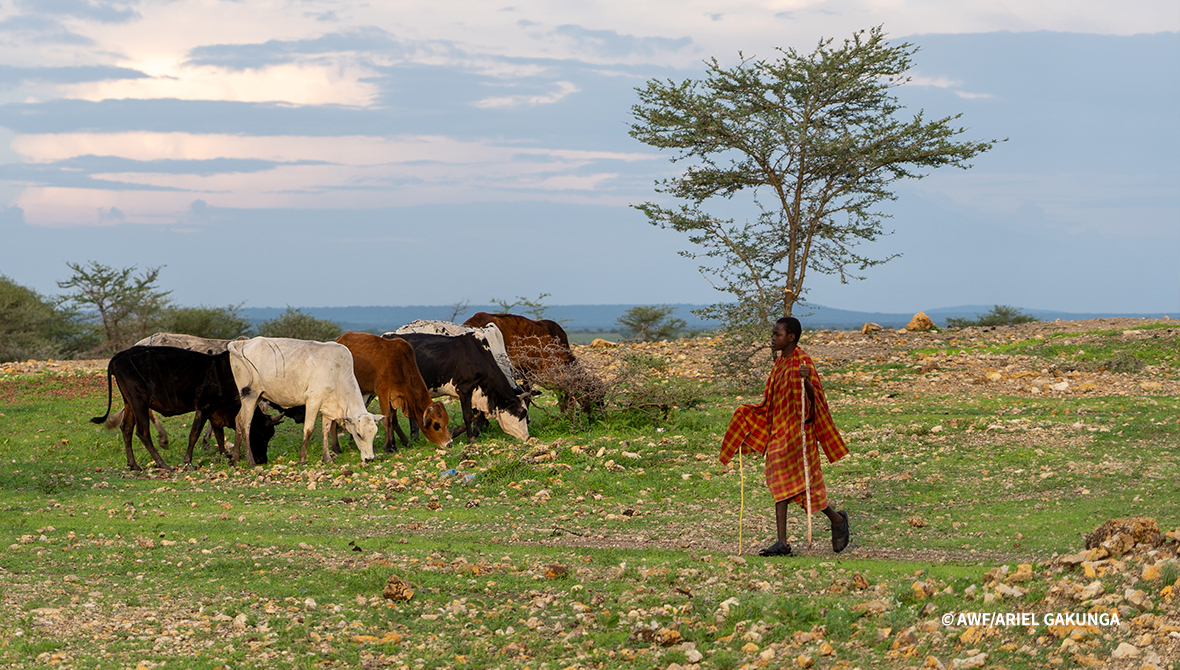 A herder stands next to livestock.