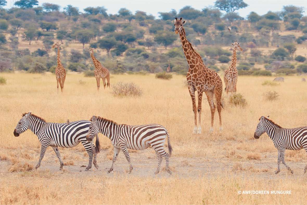 Zebras and giraffe.