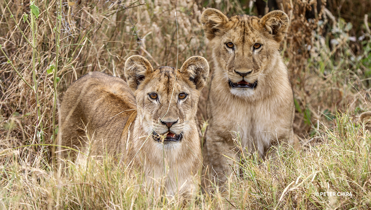 Two lions.