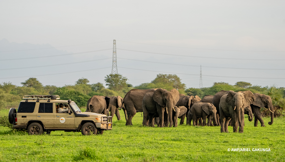 A vehicle is parked near a pod of elephants.