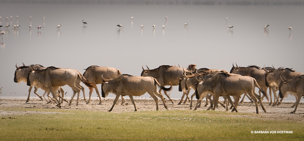 Wildebeest run alongside water.