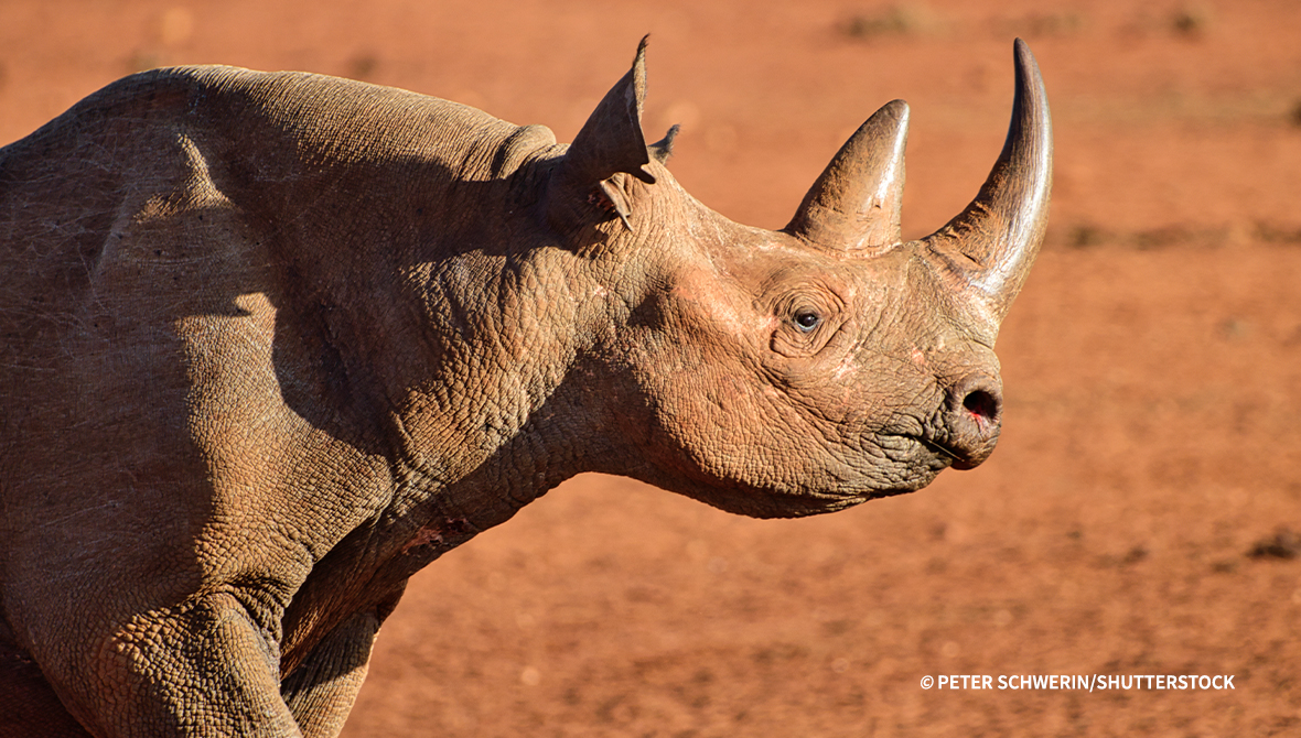 A rhino.