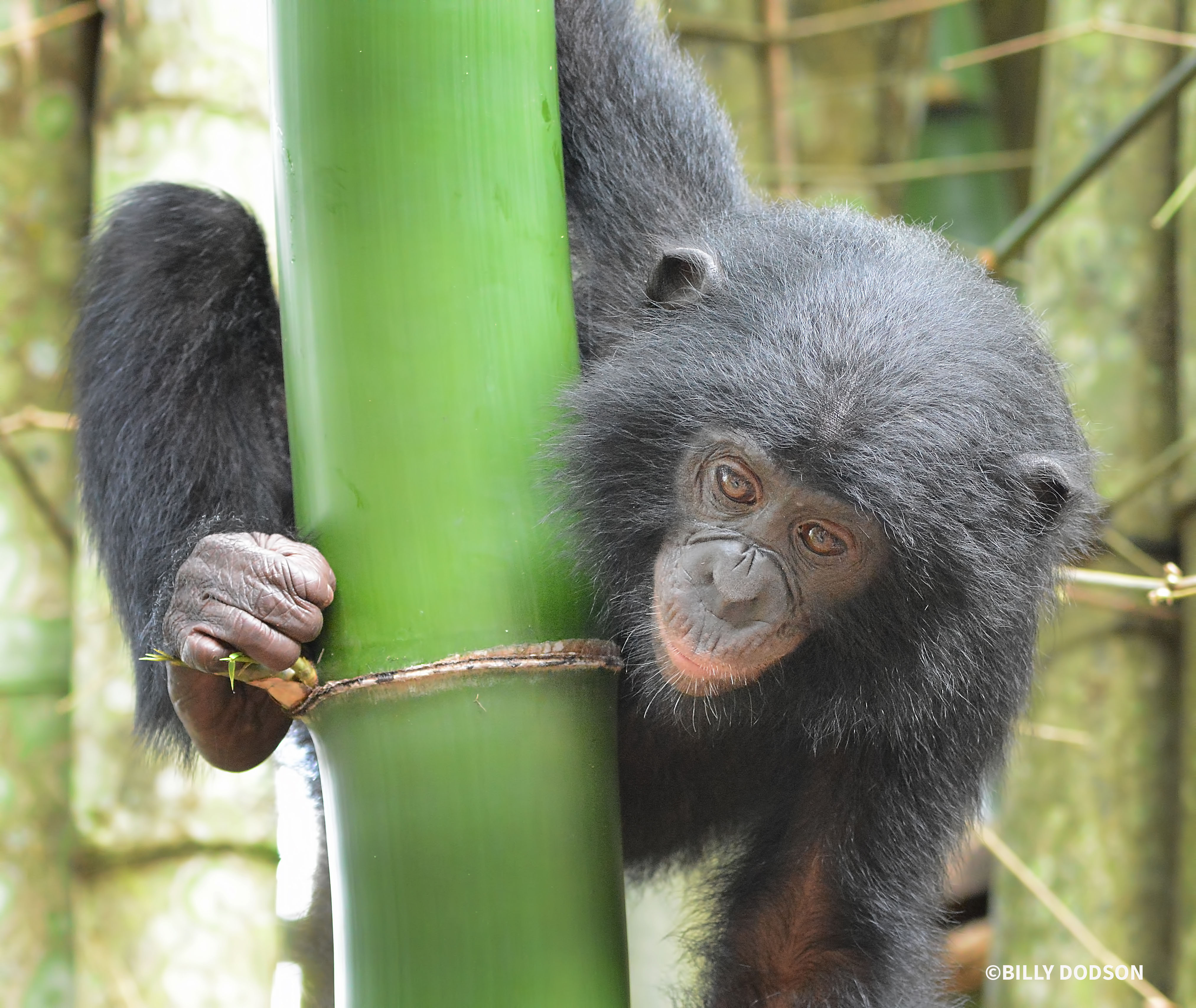 Young Bonobo