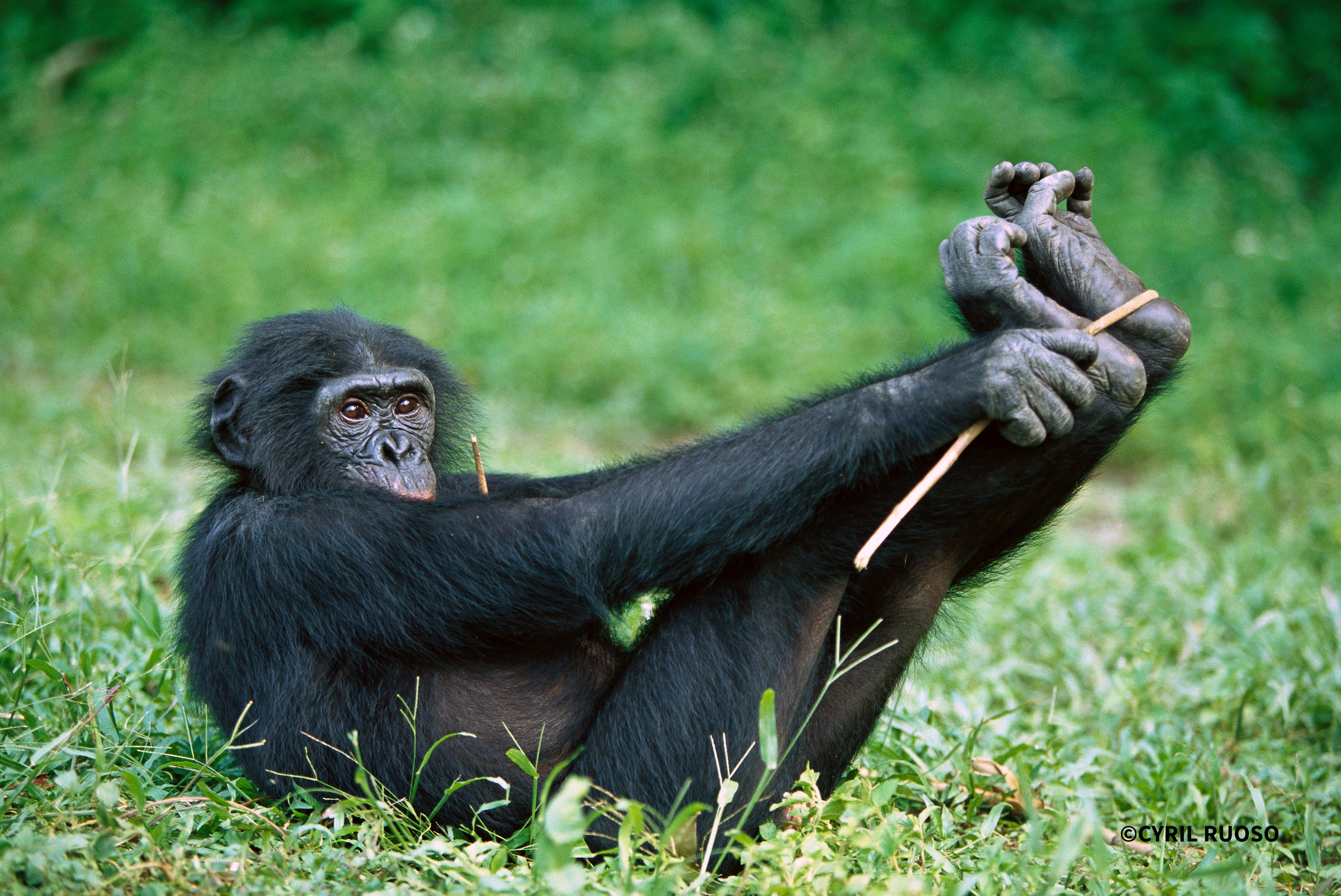 Young Bonobo