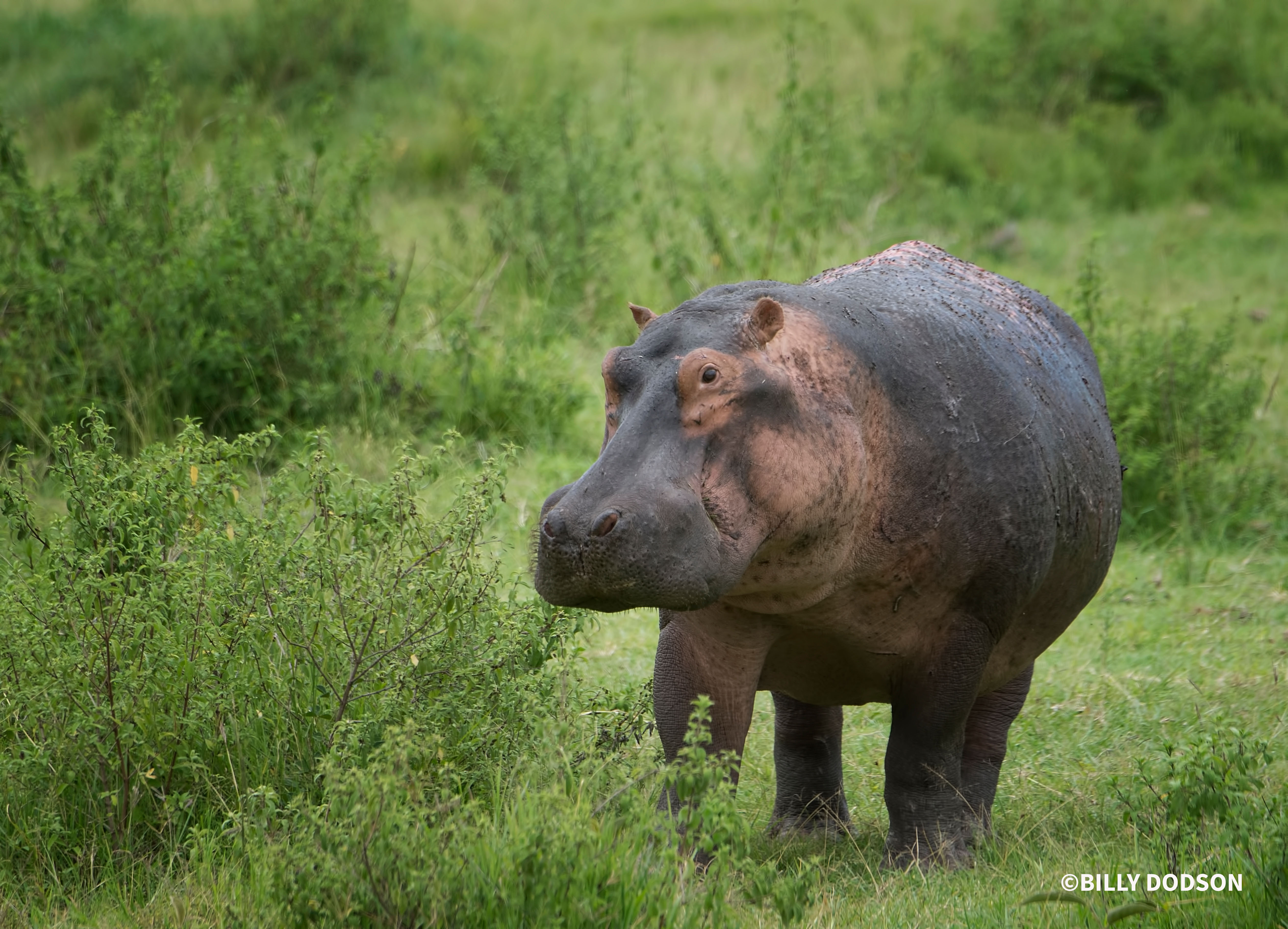 Hippopotamus 