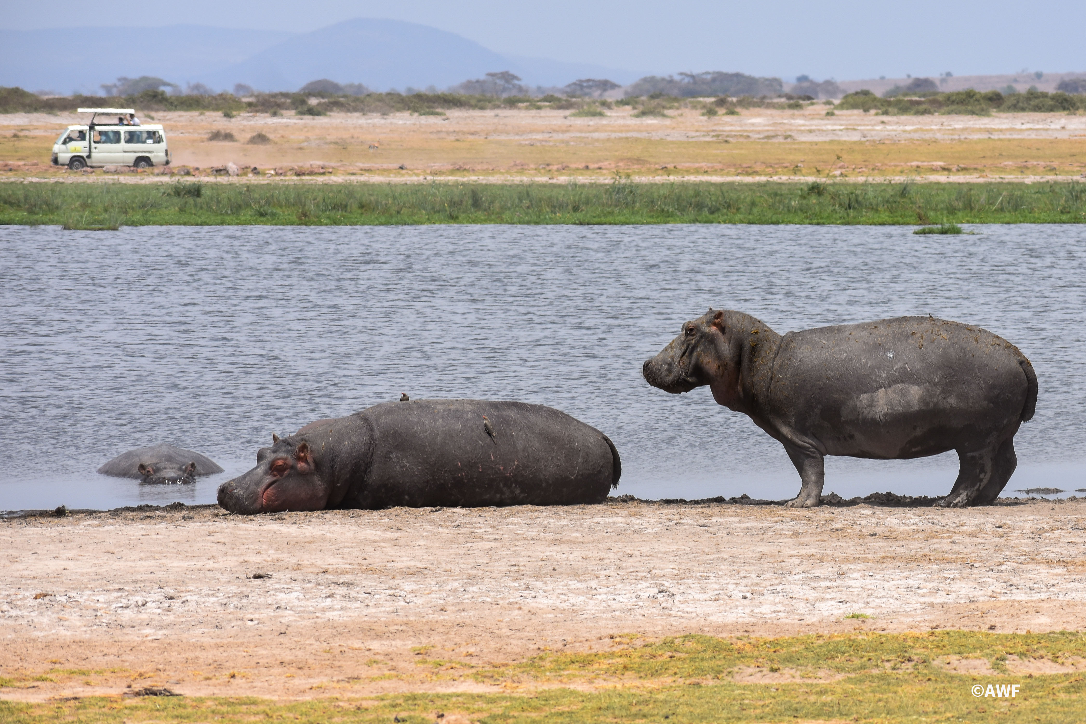 Hippopotamus 