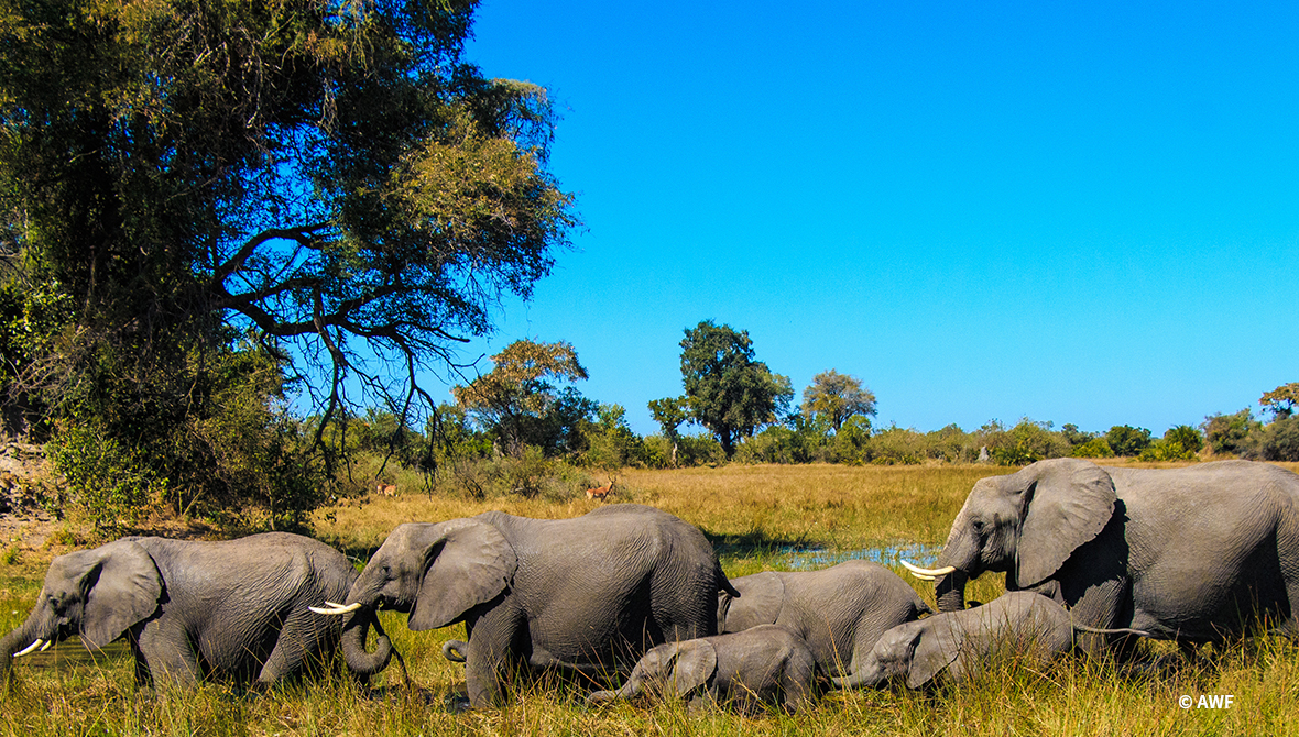 elephants herd