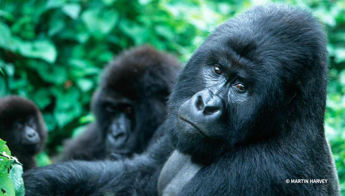 Mountain gorilla looks at the camera.