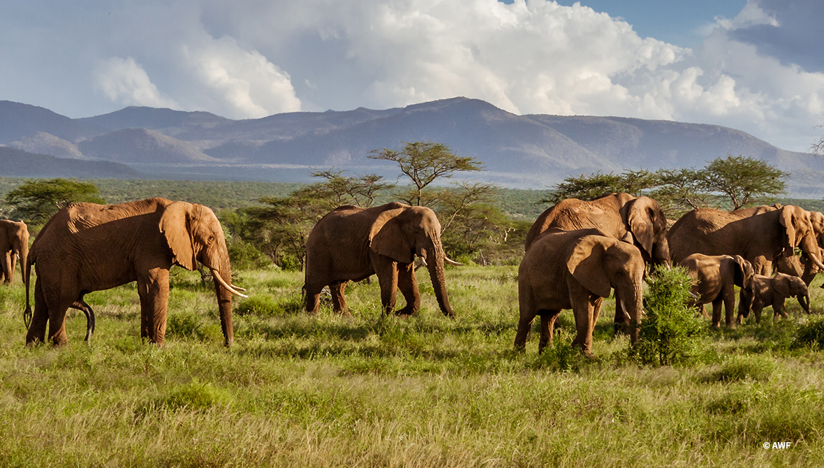 African elephants