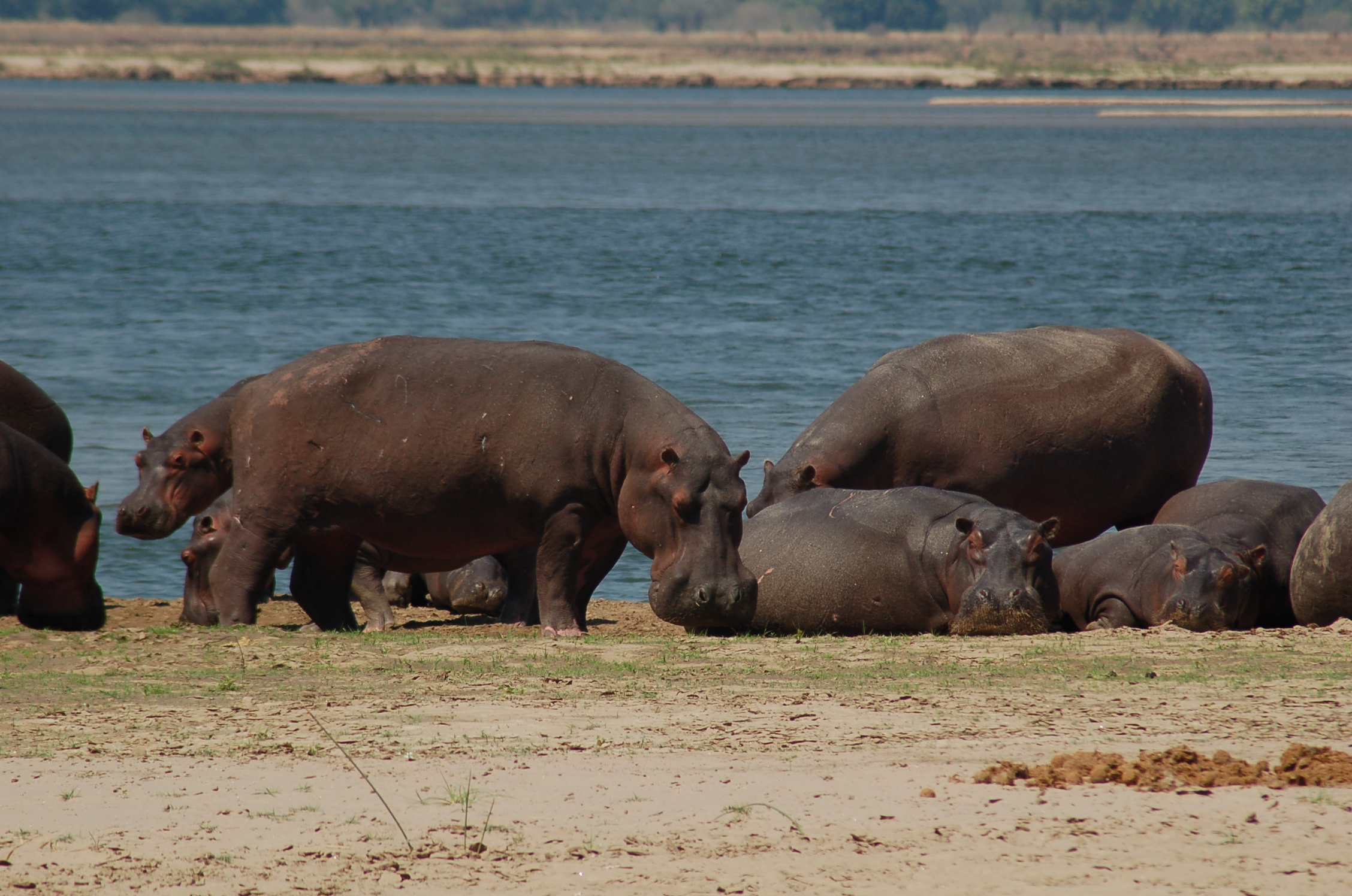 Hippos on the Zambezi.