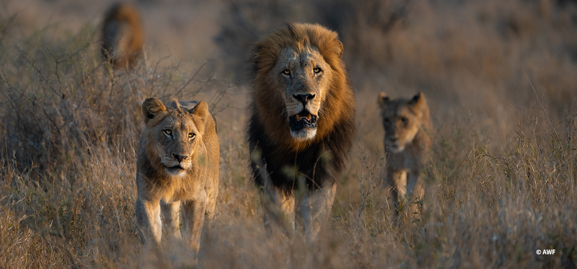 A lion pride walking
