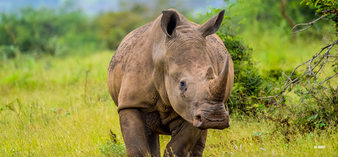 African White Rhino