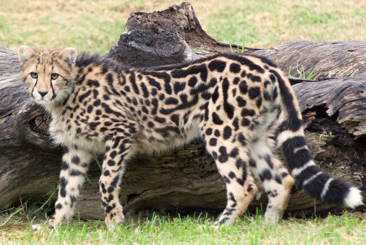 A striped cheetah cub known as a king cheetah.