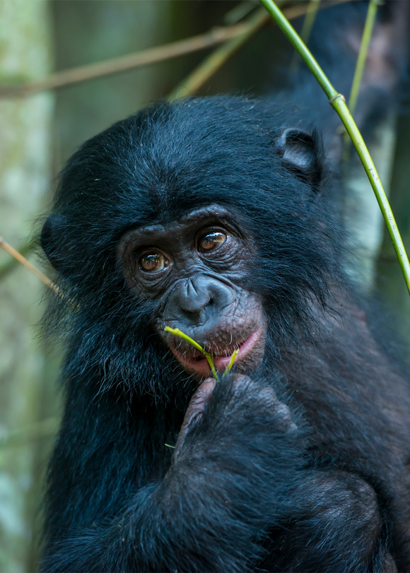A young bonobo hangs from a tree holding a leaf in its mouth.